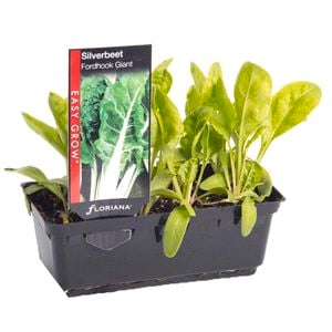 Silverbeet Fordhook Giant Punnet - Giant Beta vulgaris
