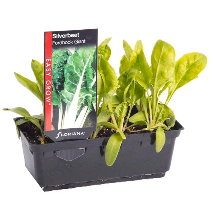 Silverbeet Fordhook Giant Punnet - Giant Beta vulgaris