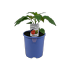 14cm Capsicum Baby Bell - Capsicum annuum - Simple Food for Life