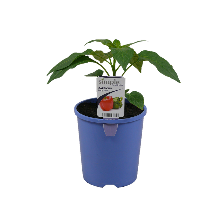 14cm Capsicum Baby Bell - Capsicum annuum - Simple Food for Life