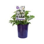 140mm Dainty Swan - Anemone