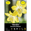 Yarra Valley Bulbs Daffodil Verdin - 3 Pack