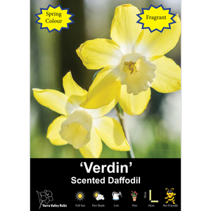 Yarra Valley Bulbs Daffodil Verdin - 3 Pack