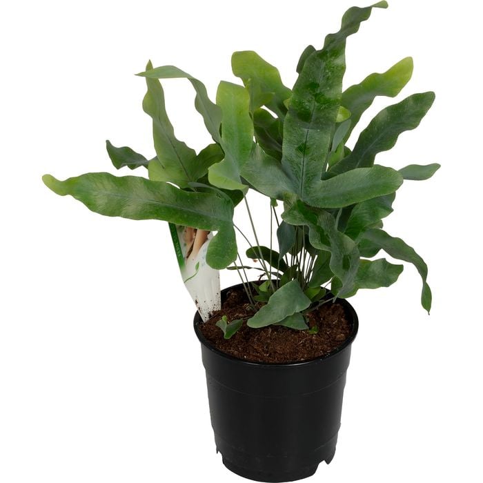 120mm Bluestar Fern