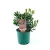 250mm Pincushion - Leucospermum Scarlet Ribbons