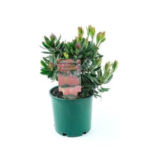 250mm Pincushion - Leucospermum Scarlet Ribbons