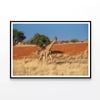 Giraffe Walking In Field  Print 100% Australian Made 90x60cm  (Poster)