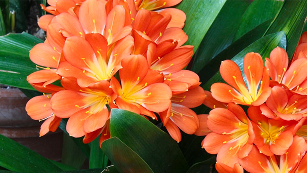 Close up of orange clivia flowers