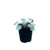 140mm Heuchera Silver Scrolls 