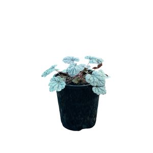 140mm Heuchera Silver Scrolls 