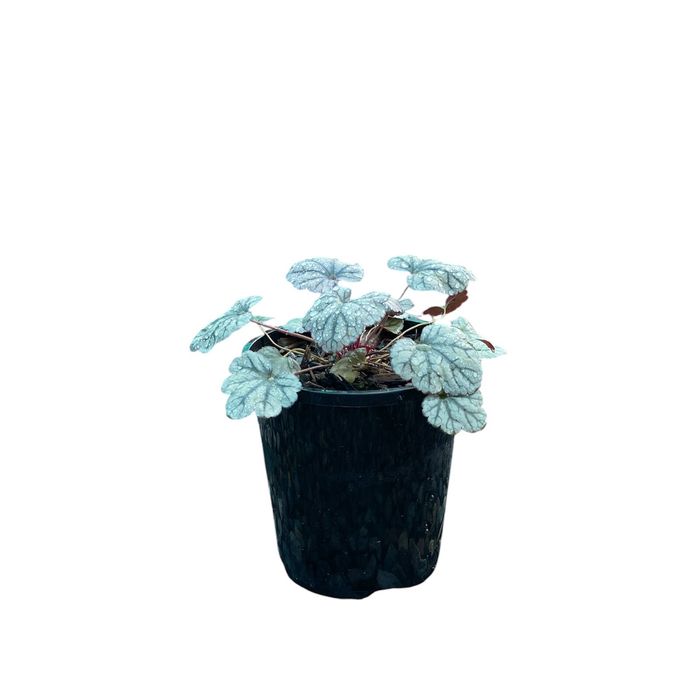 140mm Heuchera Silver Scrolls 