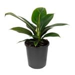 170mm Imperial Green Pothos - Philodendron erubescens