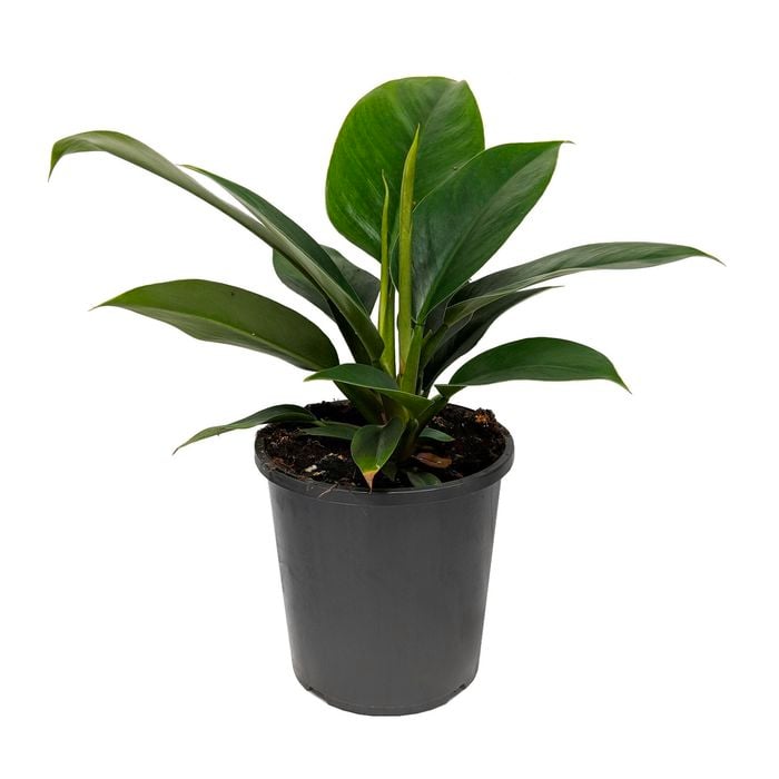 170mm Imperial Green Pothos - Philodendron erubescens