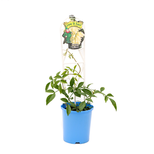 140mm Pandorea Snowbells - Pandorea Pandorana