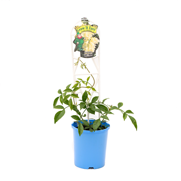 140mm Pandorea Snowbells - Pandorea Pandorana