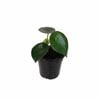 120mm Raindrop Peperomia - Peperomia polybotrya