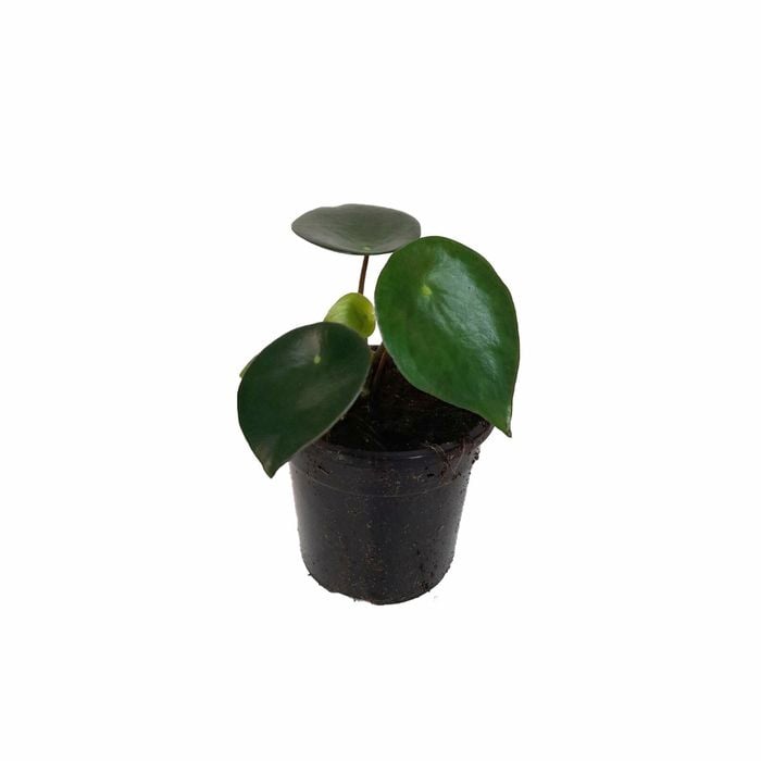 120mm Raindrop Peperomia - Peperomia polybotrya