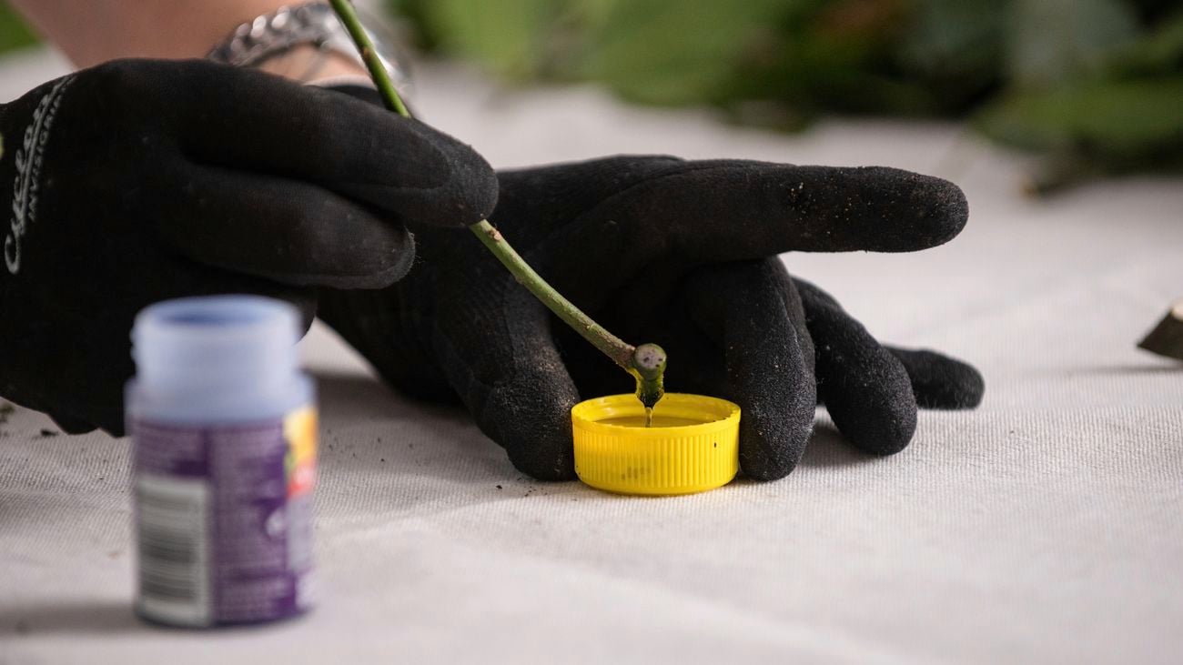Propagating Bay Trees
