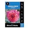 Bloomin Bulbs Dahlia Eureka 1 Pack