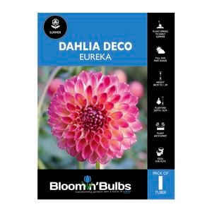 Bloomin Bulbs Dahlia Eureka 1 Pack