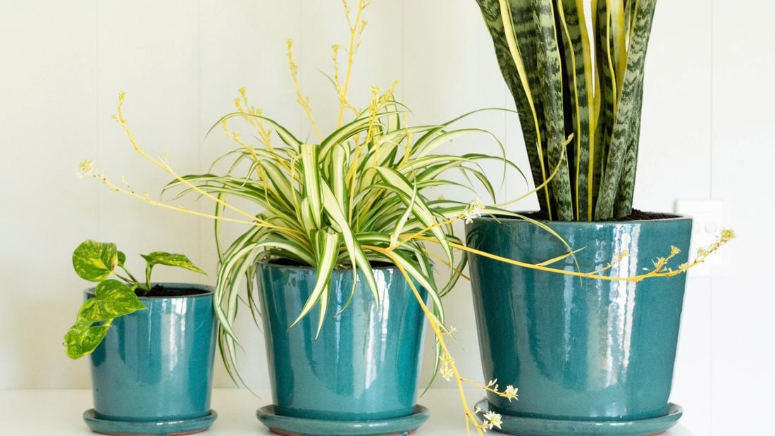 Three indoor plants in teal gloss pots.