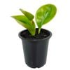 70mm Radiator Plant - Peperomia magnoliifolia Green and Gold