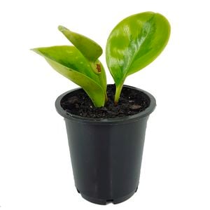 70mm Radiator Plant - Peperomia magnoliifolia Green and Gold