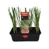 Punnet Spring Onion - Allium fistulosum