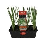 Punnet Spring Onion - Allium fistulosum