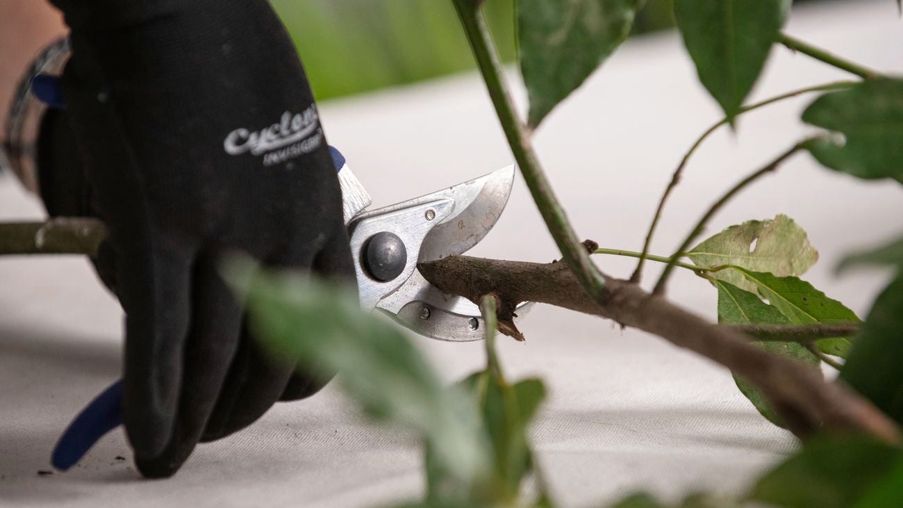 Autumn and winter care tips for thriving Bay Trees