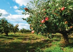 Apple tree.