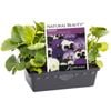 Pansy Persian Princess Punnet - Viola x wittrockiana