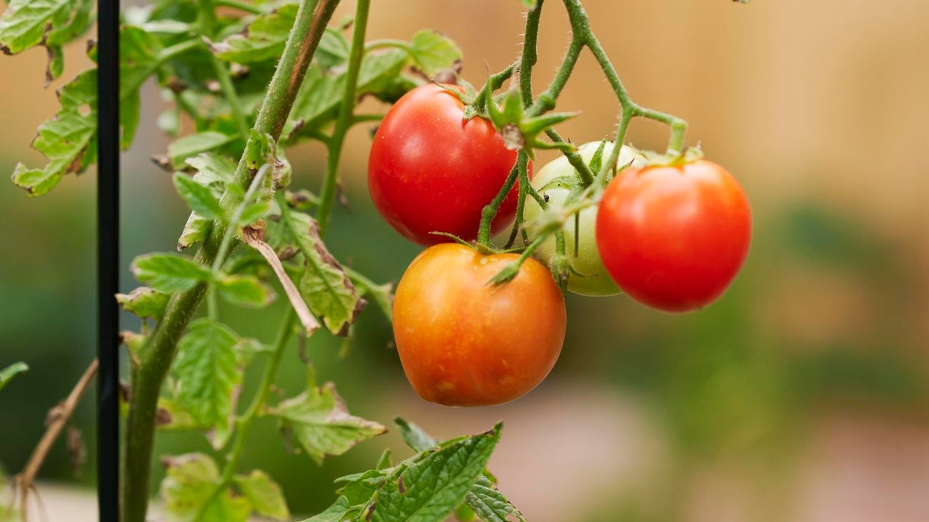 Close up image of tomatoes growing on a plant.