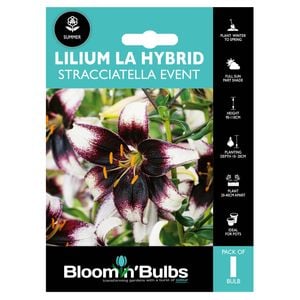 Bloomin' Bulbs Summer Aqua Lilium Straciatella Event - 1 Pack