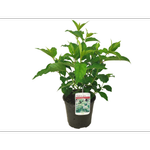 3L Hydrangea Kyushu - Hydrangea paniculata