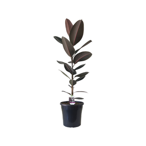 250mm Ficus Burgundy - Ficus elastica