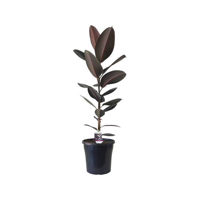 250mm Ficus Burgundy - Ficus elastica