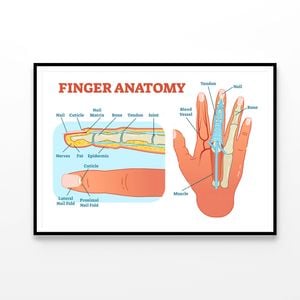 Finger Anatomy Medical Vector  Print 100% Australian Made 120x90cm  (Poster)