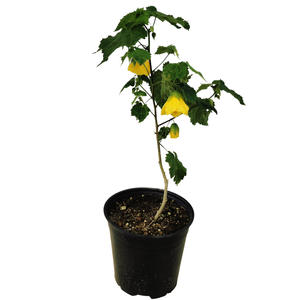 2.5L Dwarf Chinese Lantern - Abutilon species