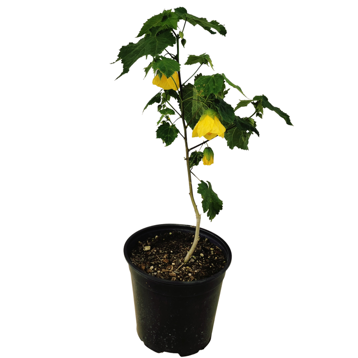 2.5L Dwarf Chinese Lantern - Abutilon species