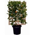 300mm Espalier Cumquat - Calamondin