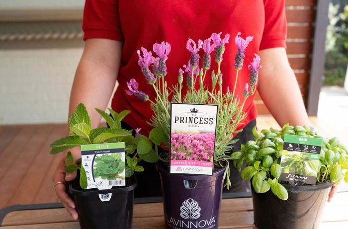 A person showcases mint, lavender, and basil plants as natural ant repellents