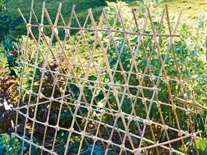 Garden bed with leafy green vegetables and triangular bamboo plant frame