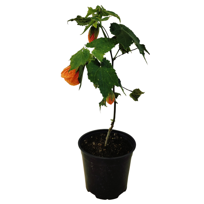 2.5L Dwarf Abutilon Orange - Abutilon species
