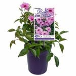 140mm Belle Of The Ball - Pandorea jasminoides