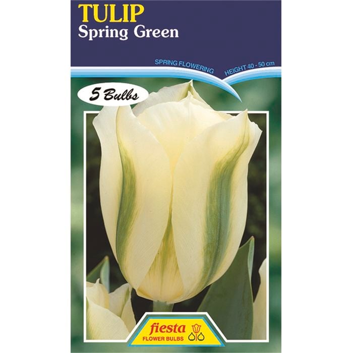 Tulip Spring Green - 5 Bulbs