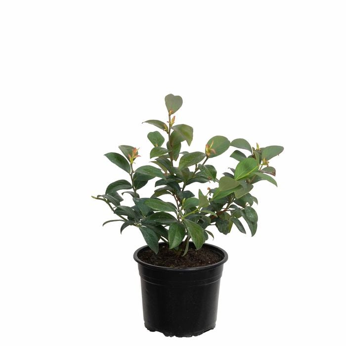 Plant Blueberry Nui 2.0l