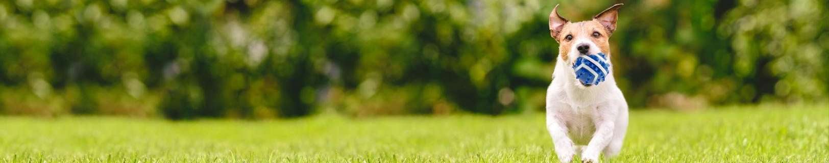 A white dog running straight towards the camera on a green filed.