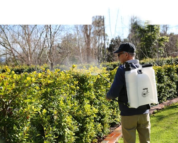 Person spraying hedge with backpack sprayer