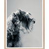 Galrie Captivating Canine Portrait - Black and White Dog Art Photography Print, Wood Frame, A1 60 x 84cm (23 x 33inch)